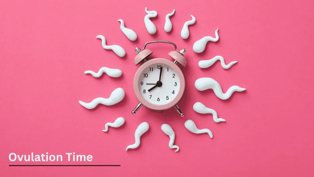 How Many Days After Your Period Do You Ovulate?